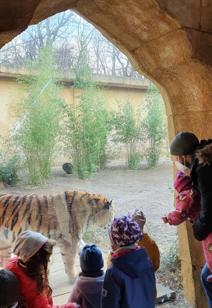 Tigergehege im Dschungelpalast im Erlebniszoo Hannover. Ein Mann und mehrere Kinder beobachten einen Tiger