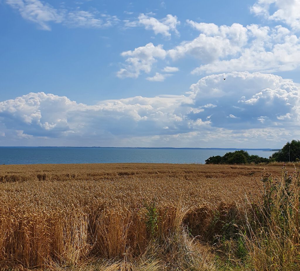 Ausblick über Weizenfeld auf die Ostsee bei Boltenhagen