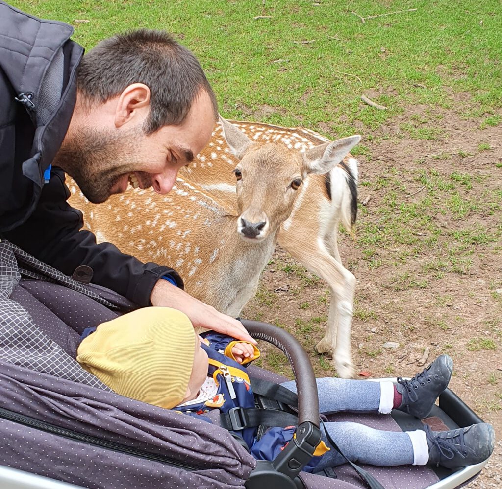 Vater zeigt Kind Dammwild im Wildparadies Tripsdrill