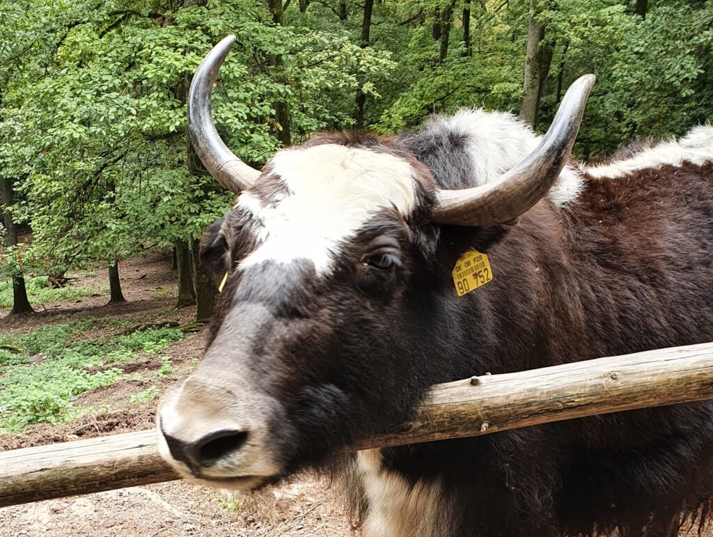 Yak guckt mit Kopf über Holzzaun im Wildparadies Tripsdrill